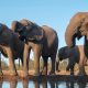 Zimbabwe elephants feed citizens