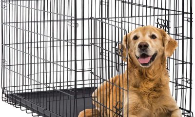 student female classmate dog cage