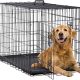 student female classmate dog cage