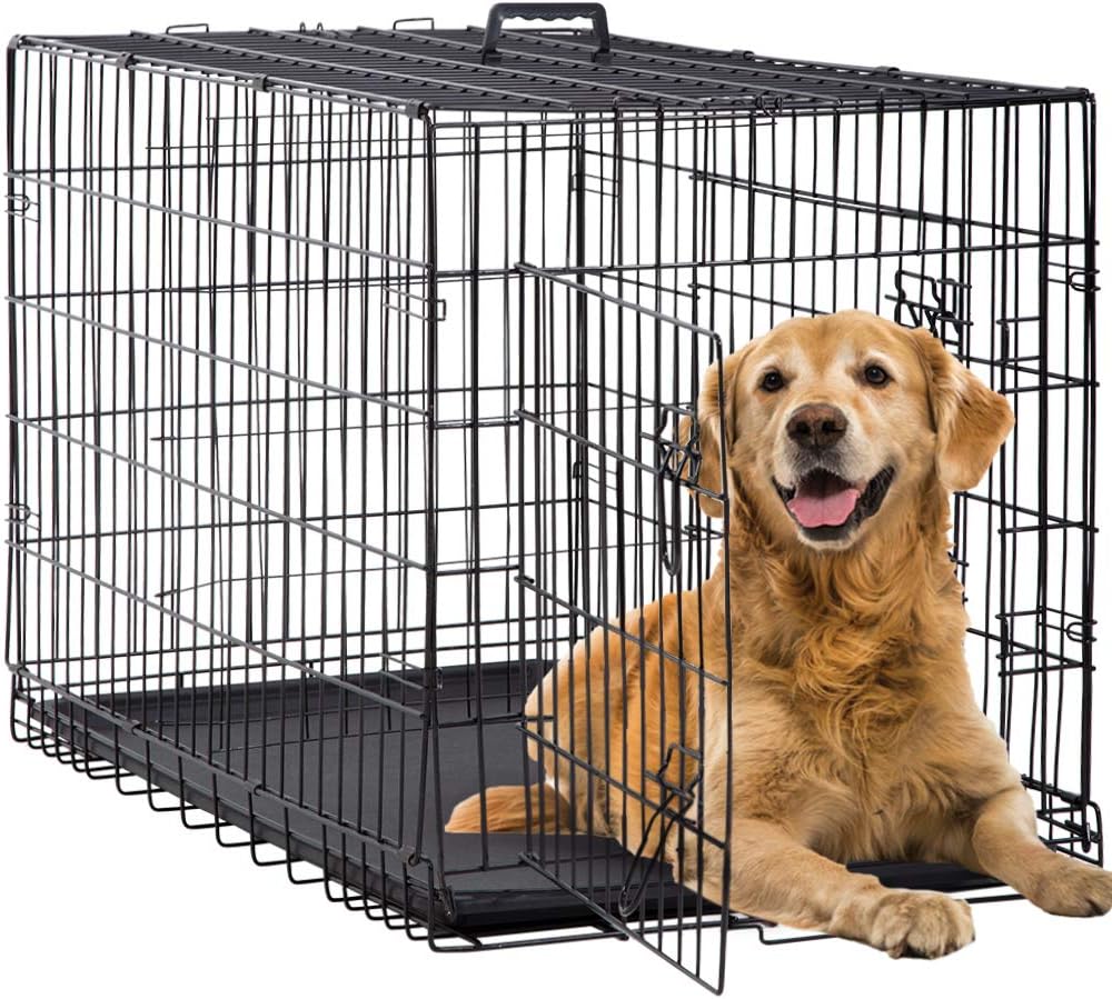 student female classmate dog cage