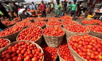 Kano Kwanar Gafan Tomato Market