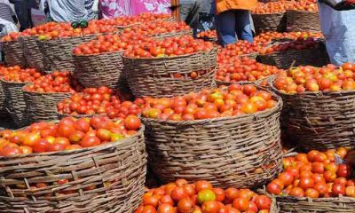 tomato prices in markets