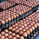 Egg Prices Drop Government Feed Subsidy