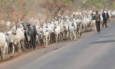 Benue Chairman Fulani Vacate Farmlands
