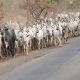 Benue Chairman Fulani Vacate Farmlands