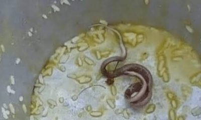 Dead Snake Schoolchildren Meal