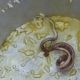 Dead Snake Schoolchildren Meal