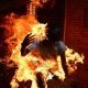 Man Fire Paradise